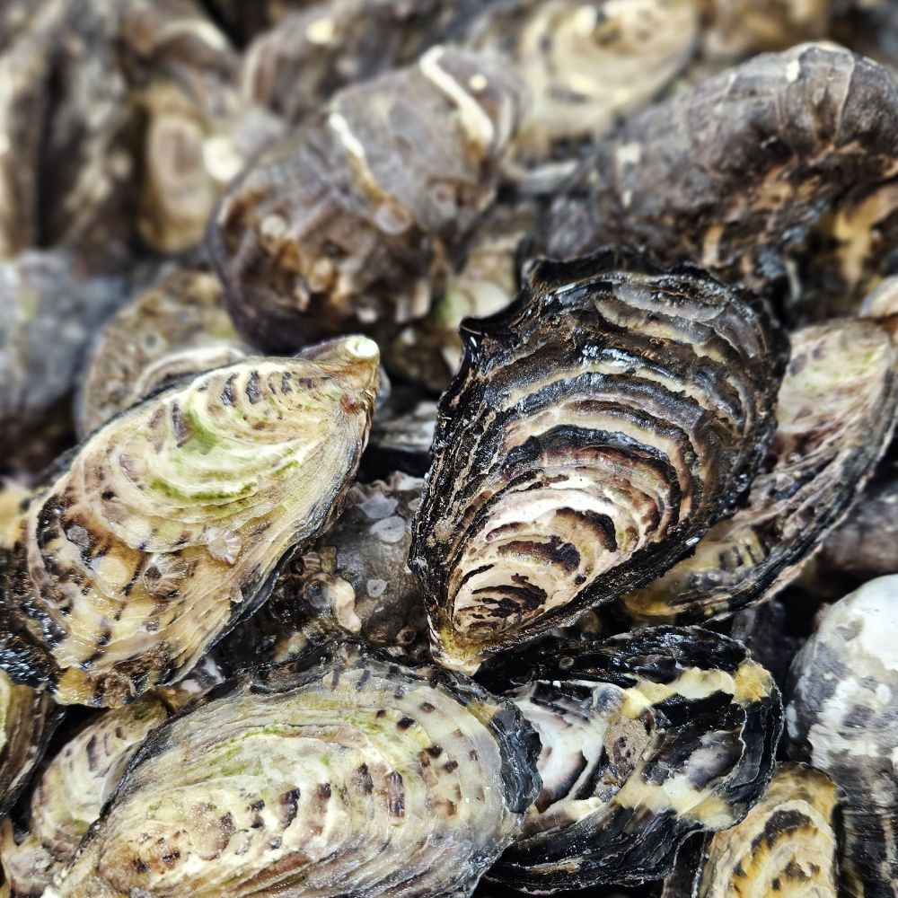 Hàu Black Wing, thanh mát vị biển Fanny Bay