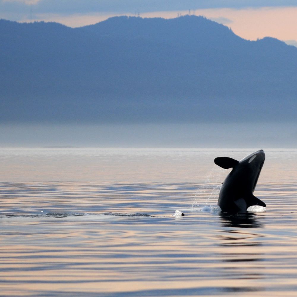 Vùng Nước Nguyên Sơ của Vancouver Island