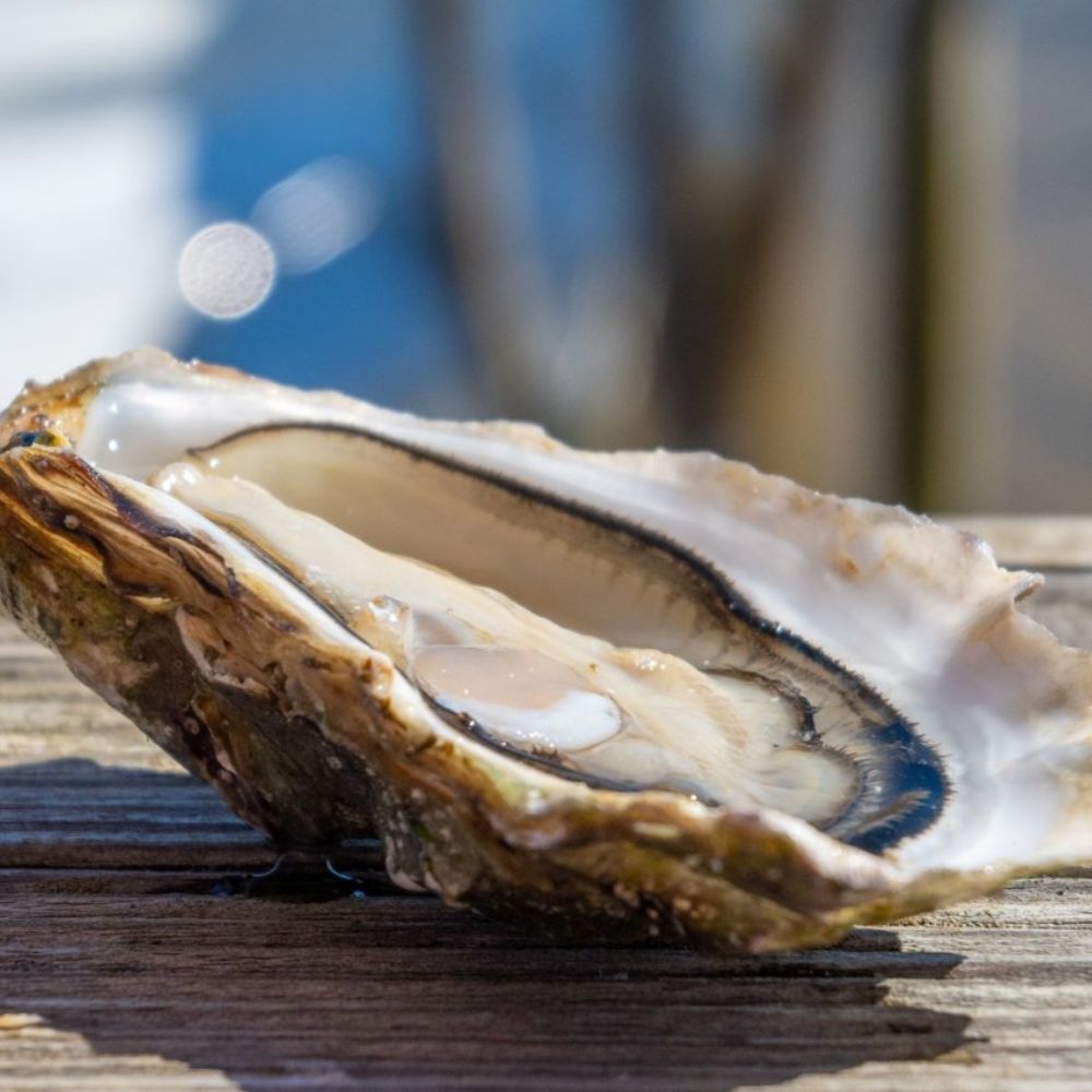 Hàu Baynes Sound và hành trình từ vịnh Union