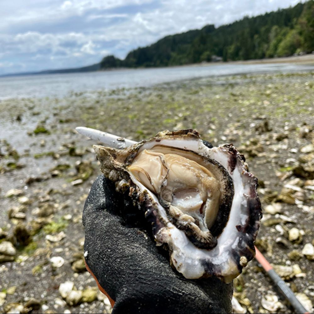 Hàu Fat Bastard, món quà hoang dã từ biển lạnh Canada