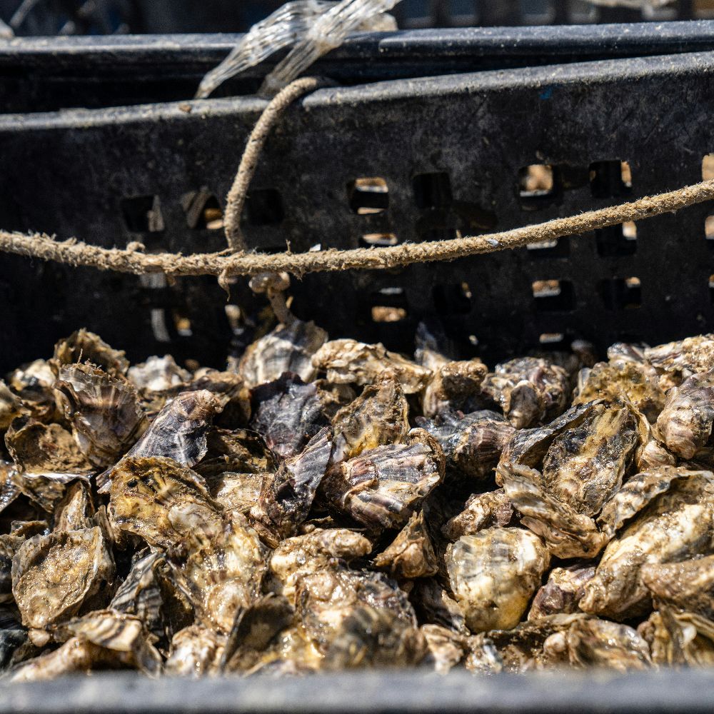 Why Canadian Oysters Are the Responsible Choice