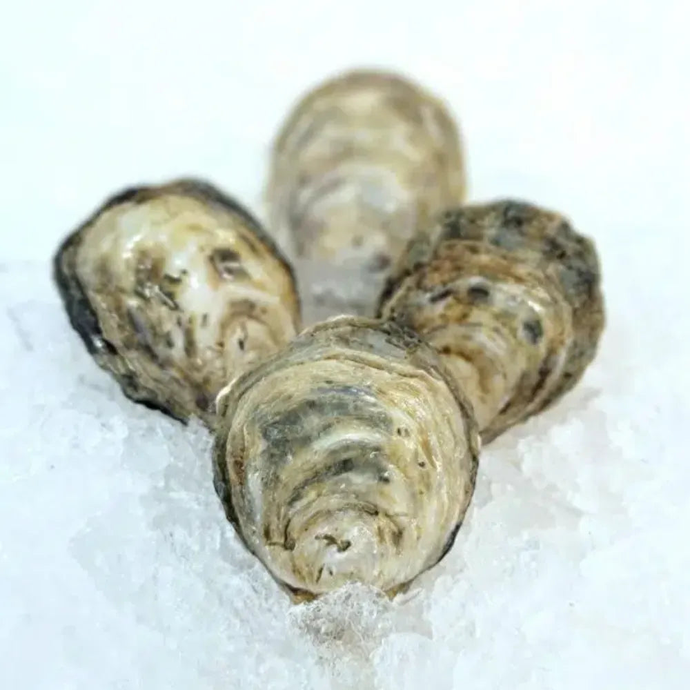 Hàu Champagne